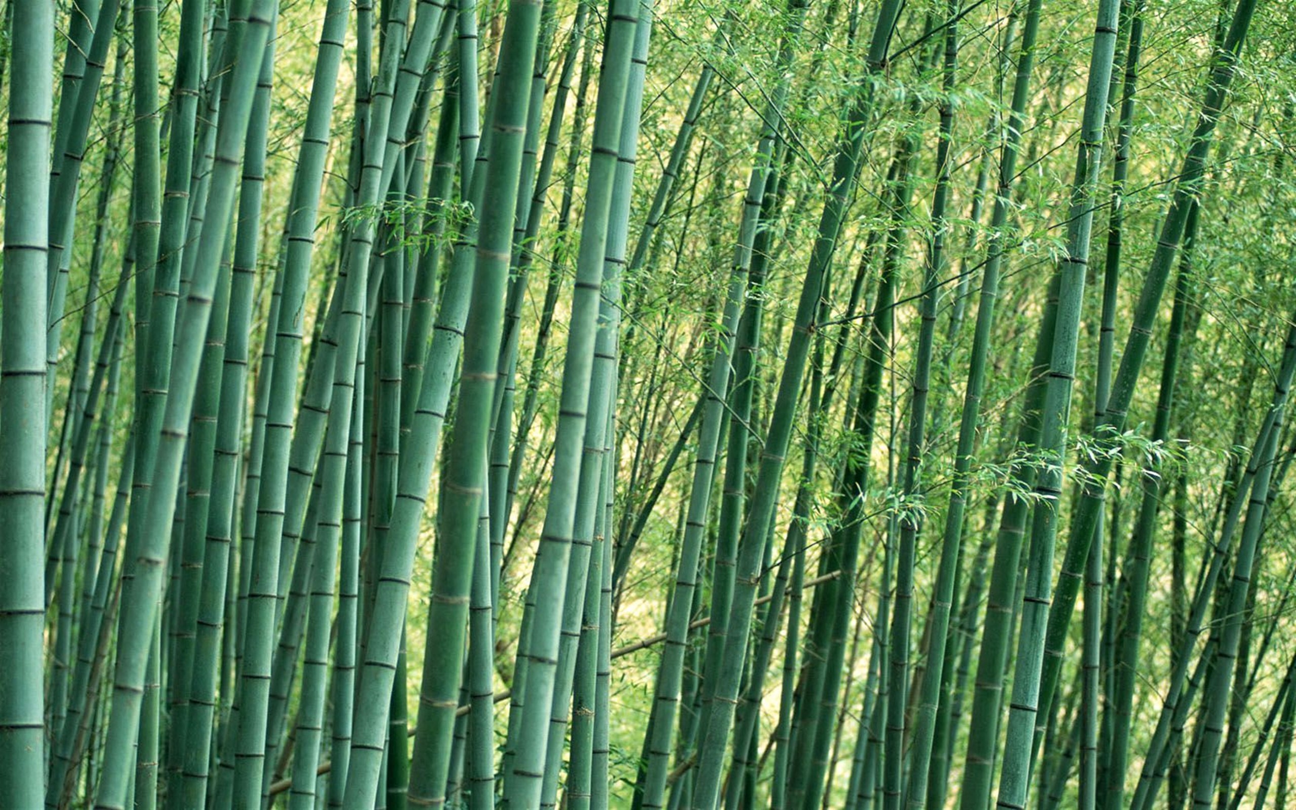 Bamboo Clothing